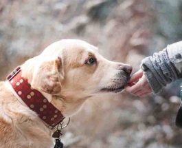 NIH researchers reframe dog-to-human aging comparisons